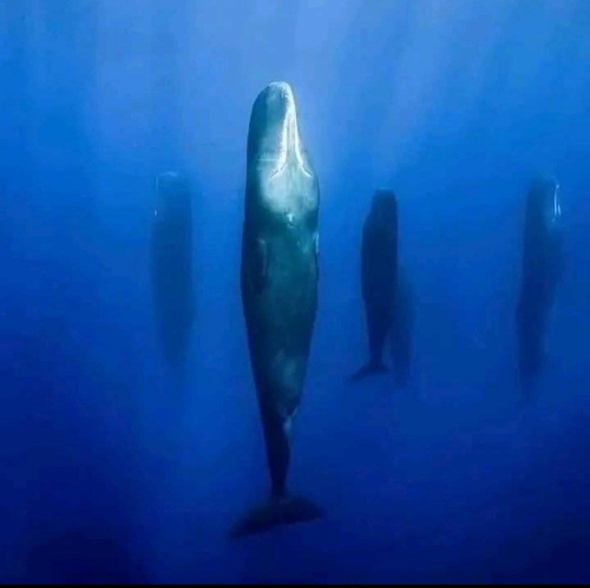 When sperm whales need a nap, they take a deep breath, dive down about 45 feet and arrange themselves into perfectly-level, vertical patterns. They sleep sound and still for up to two hours at a time between breaths, in pods of 5 or 6 whales.