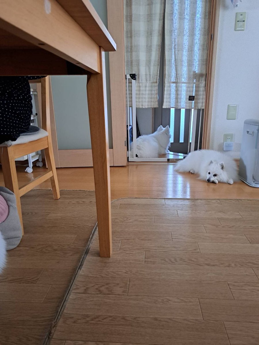 t10o58's tweet photo. 今日は番犬をしてくれてます👮‍♀️🐶
 #日本スピッツ https://t.co/enIiNxrMBQ