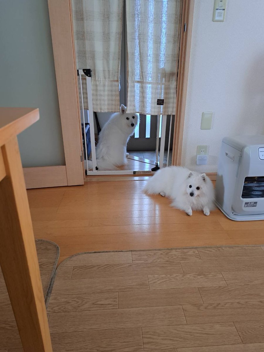 t10o58's tweet photo. 今日は番犬をしてくれてます👮‍♀️🐶
 #日本スピッツ https://t.co/enIiNxrMBQ