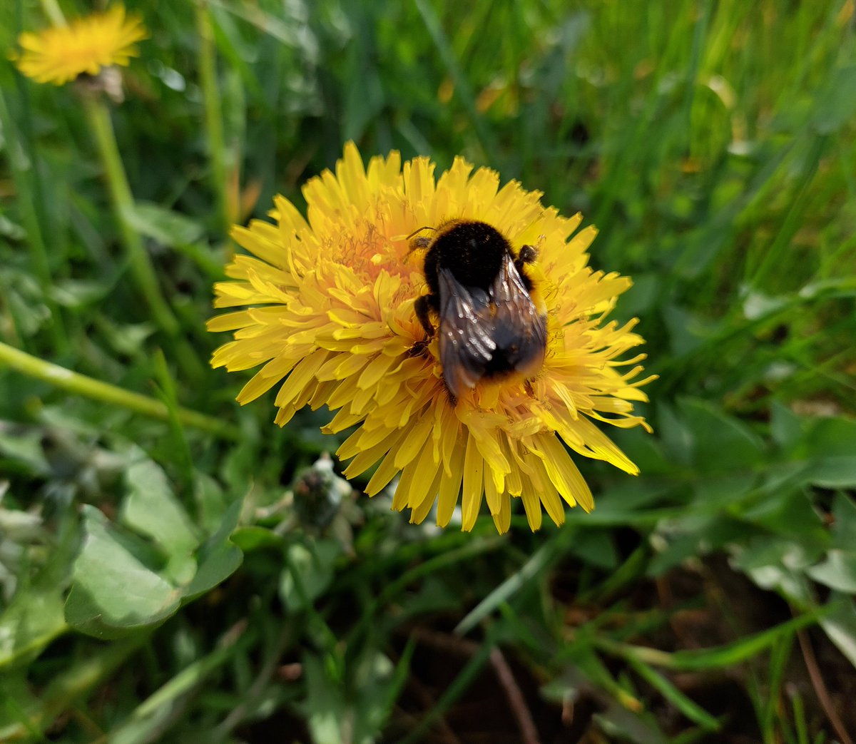 Saw my first swallow and double dandelion delight for me and the bee <a href="/DandelionAppre1/">Dandelion Appreciation Society</a>