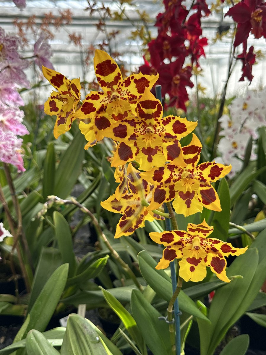 Some of the yellow Oncidiums now coming into flower. This is Oncidium Saxony with strong yellow and brown markings. These came as seedlings from Colombia and are now looking radiant! 🌿 #orchids #orquídeas #nature #conservation