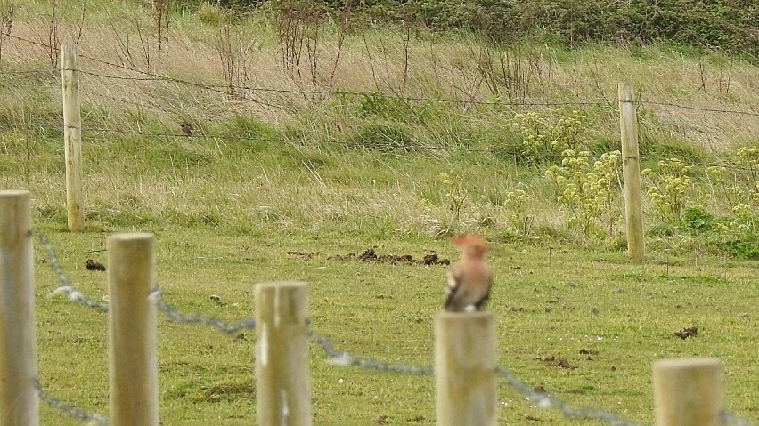 That moment when you're trying to get a snap of a Redstart & it gets photo-bombed by a Hoopoe @PortlandBirdObs