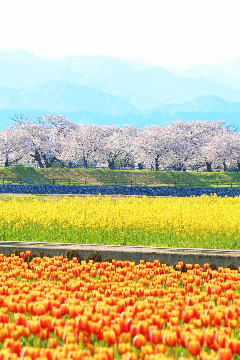 kiyyopy's tweet image. 2024年4月14日(日)撮影🌷🌼🌸🗻一瞬だけ山ほどいた観光客が途切れた瞬間の奇跡！ #春の四重奏 #EOS6D