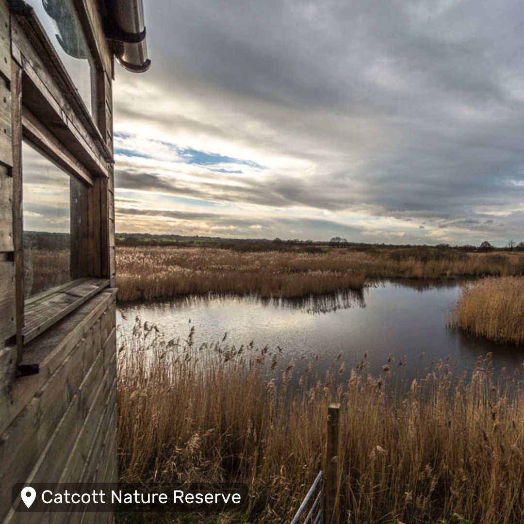 When did you last pay a visit to our Catcott Nature Reserve? 💙 Catcott is best known for its birdlife — some of the species you're likely to spot during this time of year include gadwall, coot, kingfishers, and egrets. 👇 somersetwildlife.org/nature-reserve… #Catcott @AvalonMarshes