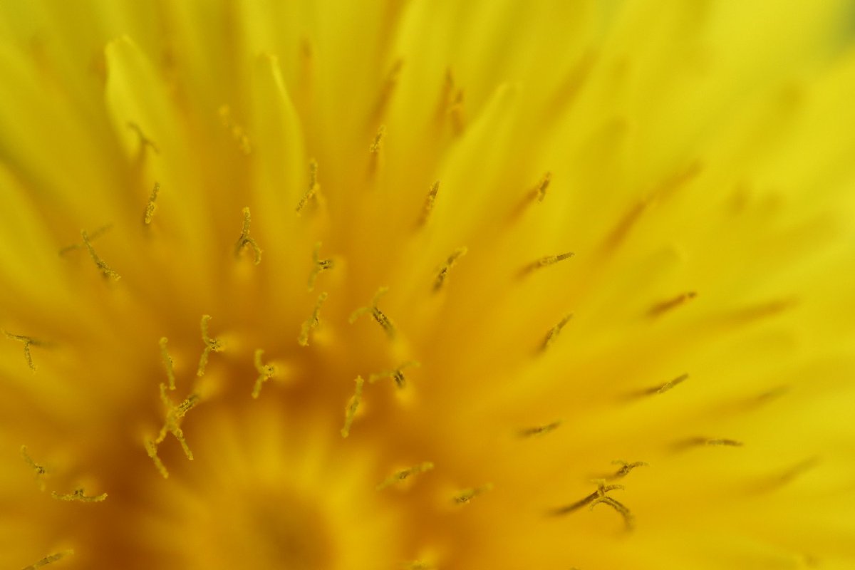 くるりんクルリン
#額装のない写真展 #春2024 
#ファインダー越しの私の世界 
#写真好きな人と繋がりたい 
#写真撮ってる人と繋がりたい 
#キリトリセカイ