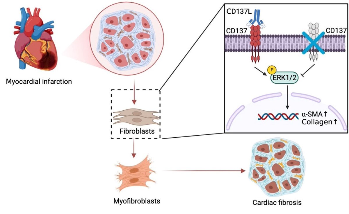 JCVPOnline's tweet photo. #CD137 in Post-MI Fibrosis: Insights from Knockout Studies
#MyocardialInfarction #Fibrosis
https://t.co/uxVm46OAuX https://t.co/FYhvxPHJRY