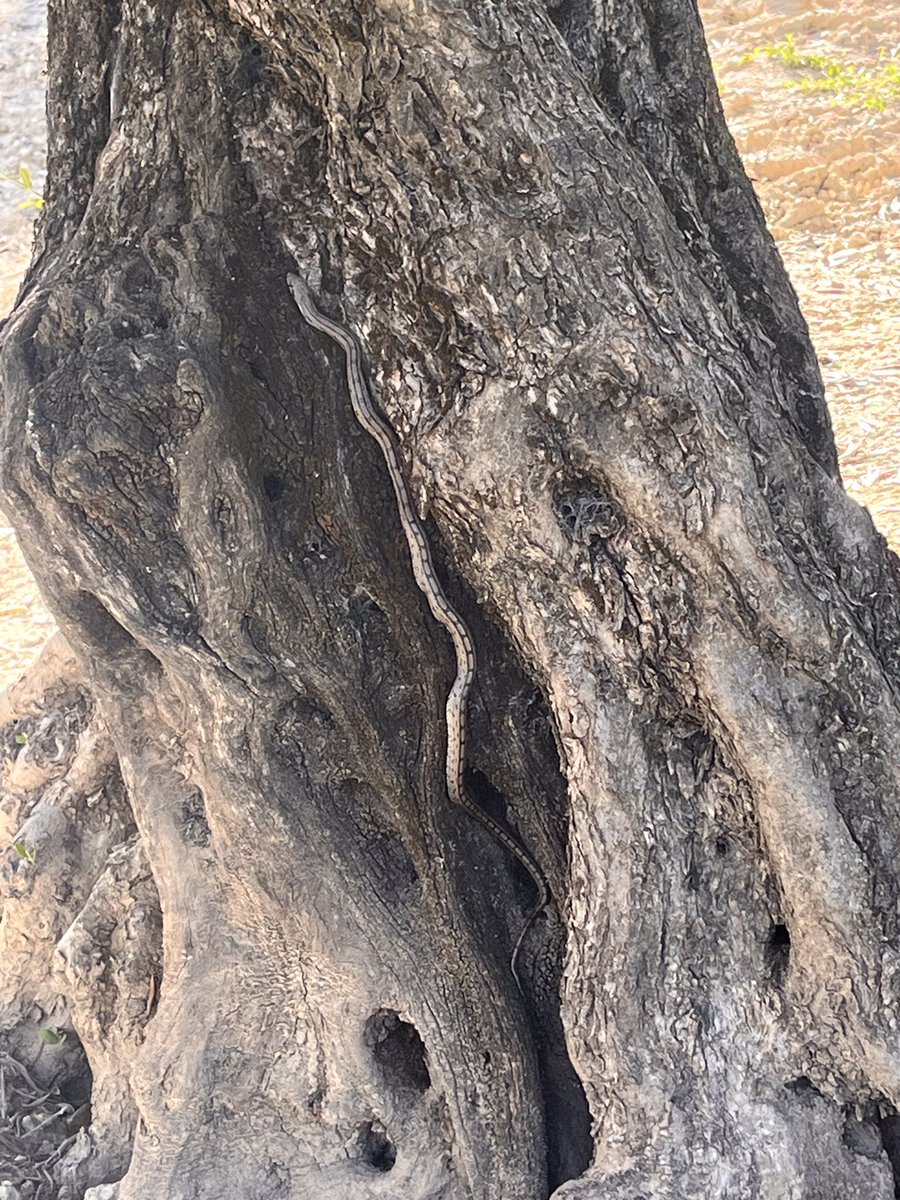 Look closely and you can see the ladder snake we saw climbing an olive tree yesterday. Spanish seems to distinguish better than English between snake families. He (or she) is in the *culebra* family of snakes (serpientes). Culebras (cobras) being small, mostly non venomous 🐍