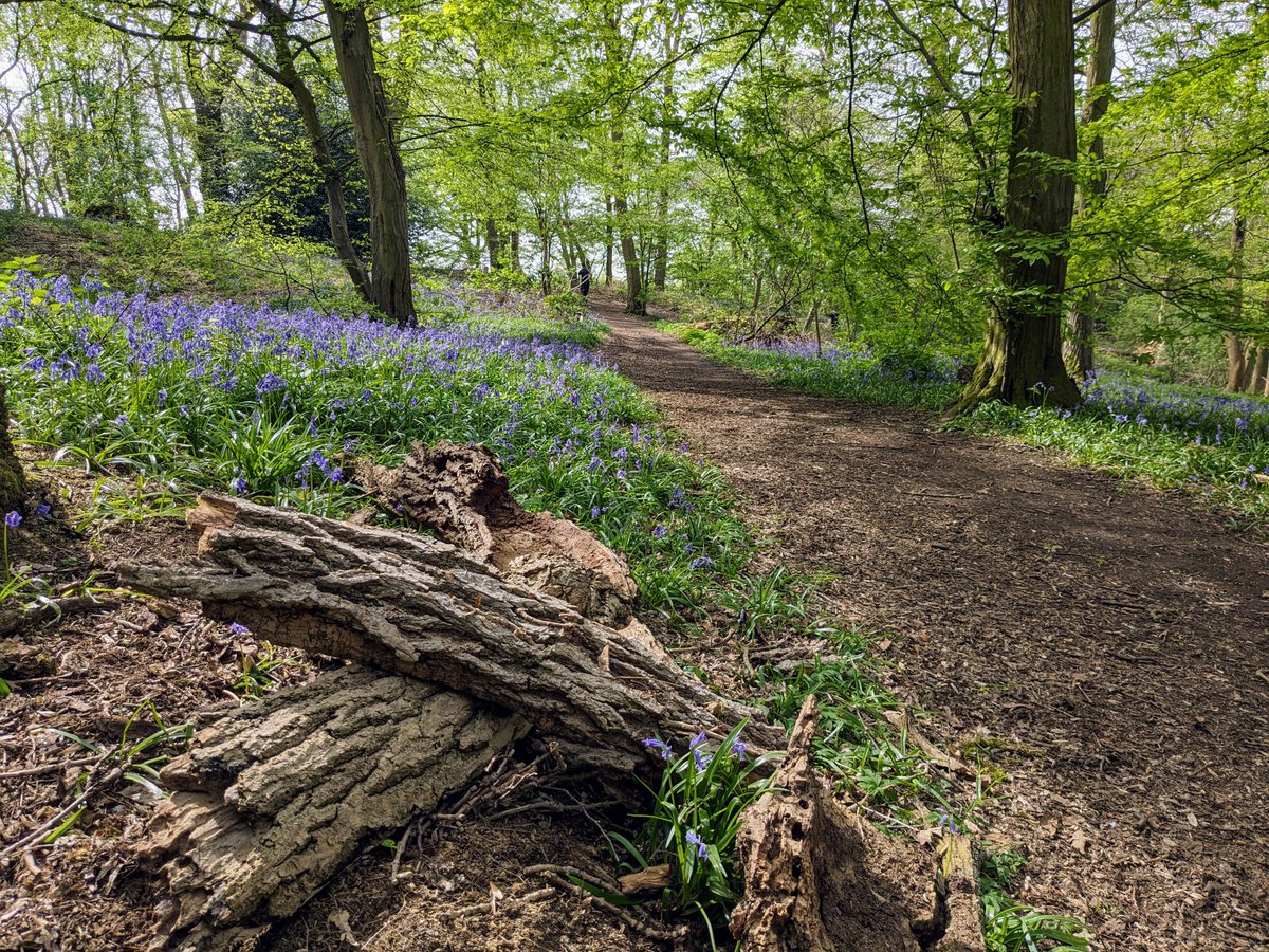 HertsWalker's tweet image. NEW! Walk 259: Tewin South Loop (2.8 miles - 4.5 km) Free directions, maps, photographs and GPX navigation. #Hertfordshire #walking #freewalks #HertfordshireWalks #countryside hertfordshirewalker.uk/2024/04/walk-2…
