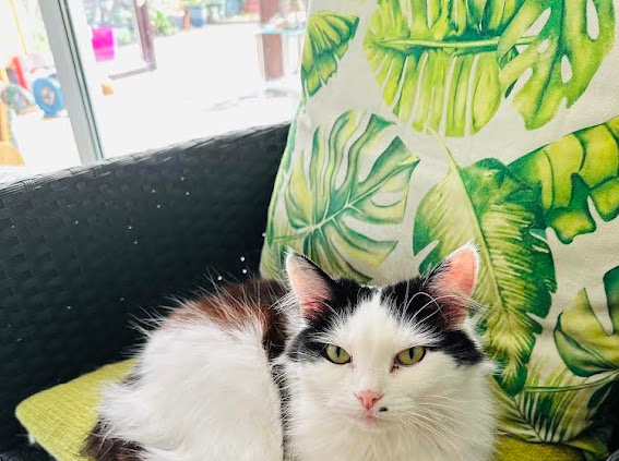 Meet Lily! 🐱 

Lily is looking for a new home as her previous owner sadly passed away. 

To find out more about Lily, please contact Liz on 01767 681 157.
 
#AnimalRescue #AdoptDontShop #RescueCat