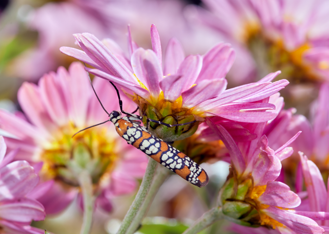 My favorite orange creamsicle-colored moth... 
#ailanthuswebwormmoth #moth #moths #insectphotography #wildlifephotography #macrophotography #appicoftheweek #canonfavpic #captureone