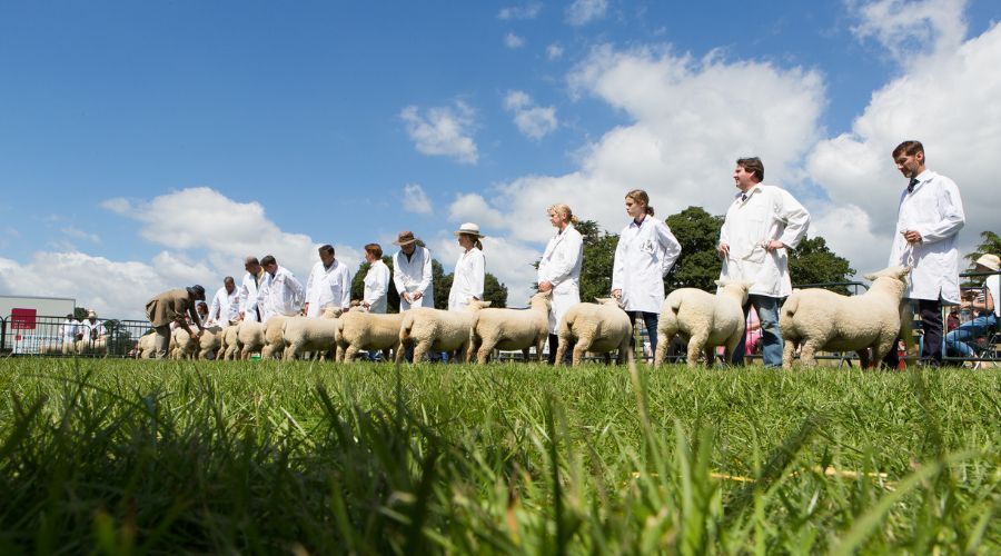 FarmersGuide's tweet image. The Royal Bath &amp;amp; West Show, which has hosted many national events, is getting ready for the Southdown Sheep Society National Show in May 🐑

farmersguide.co.uk/livestock/shee…

#Sheep #Livestock #LivestockShow