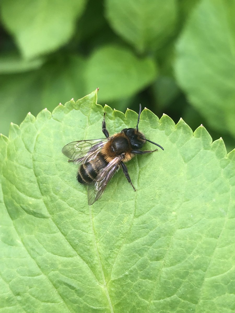 Highlights of local Wolverhampton walks on Fri pm &amp; yday am were singing Cetti’s Warbler &amp; Green Sand. In garden yday pm sev species of bee inc Hairy-footed flower, Gooden’s Nomad plus Ashy, Tawny &amp; what I think is a new one Chocolate Mining Bee? ⁦<a href="/DaveHobbyHutton/">Dave Hutton</a>⁩