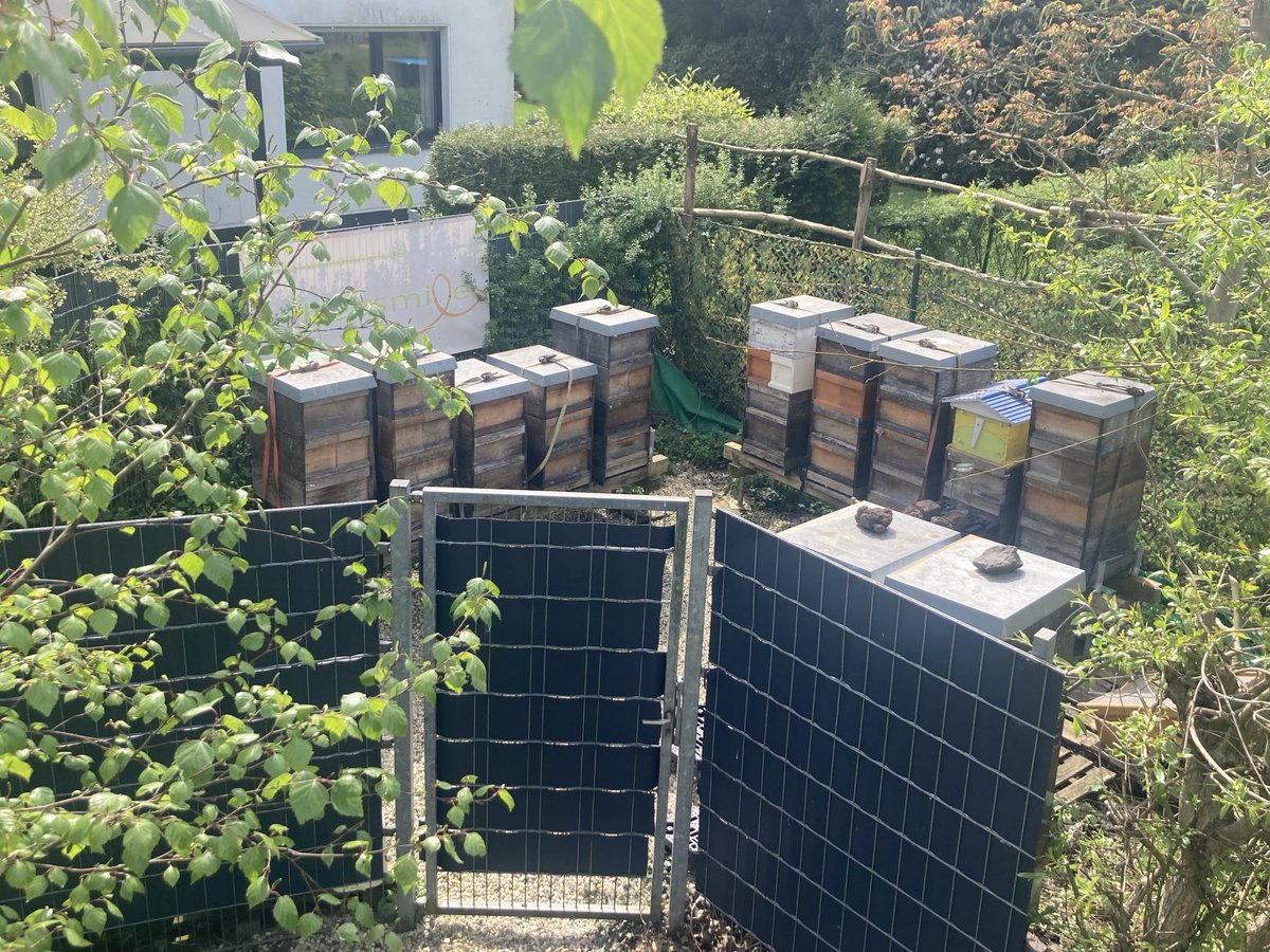 leanhealth's tweet photo. Faszinierend ist, dass es bei der #Flowhive nahezu nie zu Rรคuberrei kommt-hier 10 Wirtschaftsvรถlker (500000 Bienen) Seite an Seite & es interessiert sich keine einzige der Damen dafรผr dass der gesammelte Honig hinten aus dem Volk lรคuft #Imker #Bienen https://t.co/2nyLI4mFaK https://t.co/CbEopMATWW