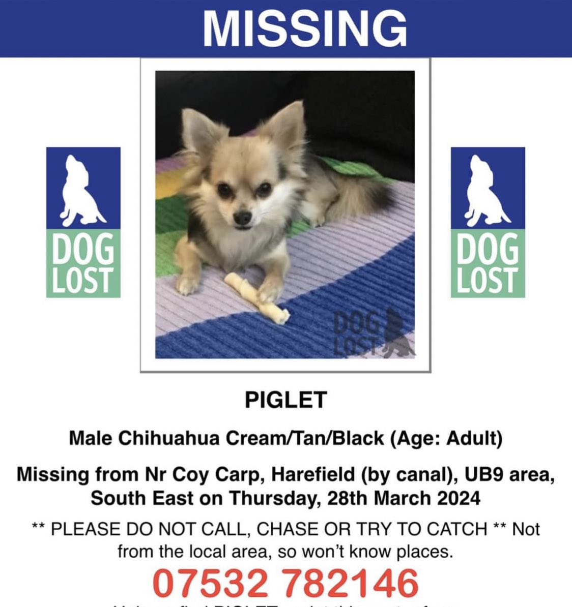 🆘 PLEASE #HELPUS FIND this little #Lost #Dog - If u are local 2 #Harefield, #Denham, #Rickmansworth, #MapleCross please print off a poster & put in yr car window, really need to spread the word #UB9 #Chihuahua if u know someone who’s found & kept him this is ❌THEFT BY FINDING❌