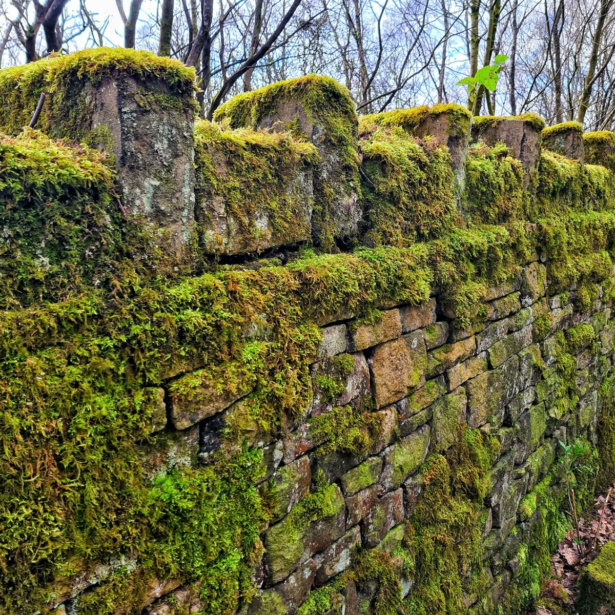 Moss on the walls .... moss on the roof .... moss on the lawn .... moss on the patio .... Has it been damp recently ?? 🤣😅 #moss #mossy #rainyweather #countryside #Lancashire #galaxys20