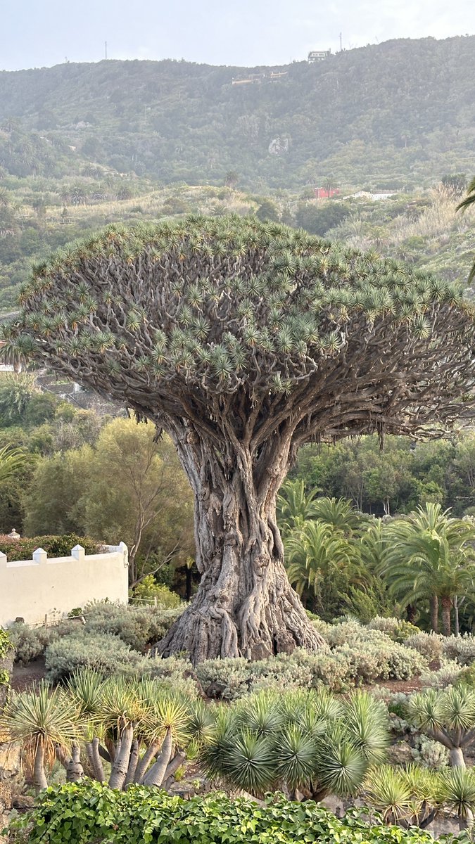 El famoso drago milenario en Icod de los vinos (Tenerife). Impresionante.