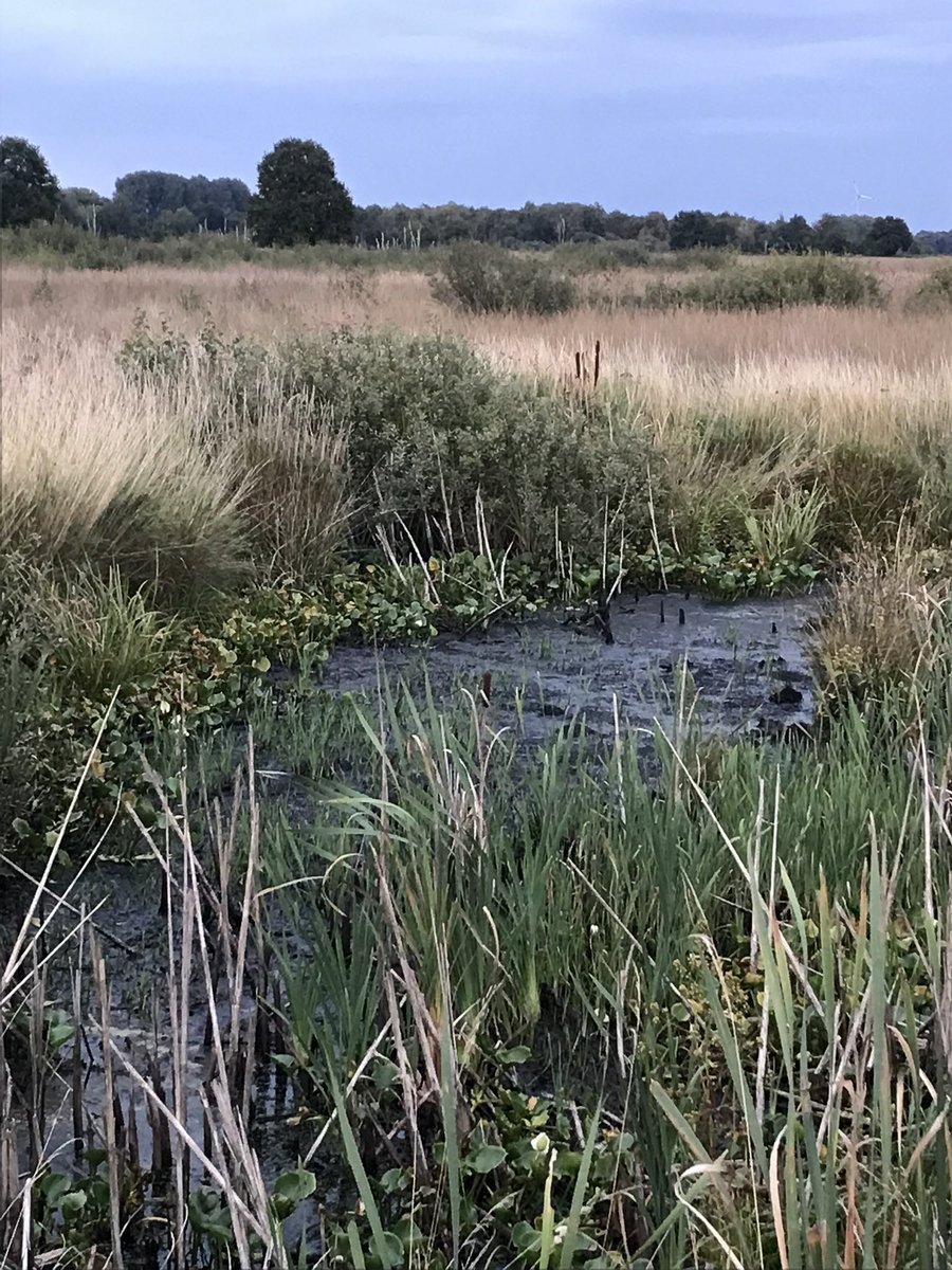 Britta Haßelmann tweet media