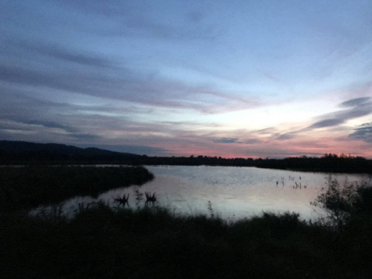 Britta Haßelmann tweet media