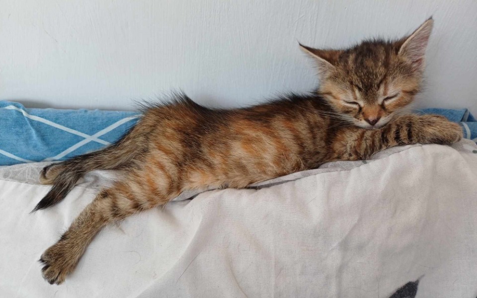 Brakuje 604 zł by ocalić żyje tej małej Kruszynki ‼️

Pomożesz choć drobnym grosikiem i udostępnieniem?
Proszę z całego serca o kazdy gest 🙏🙏🙏
pomagam.pl/8ht9kt