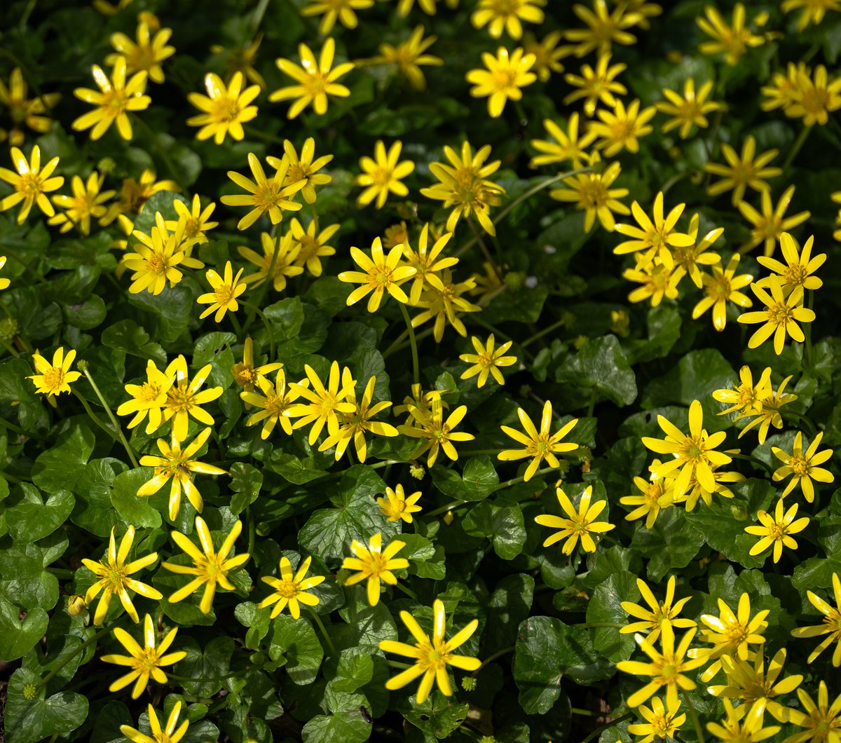 Celandines
#SundayYellow #PhotoHour #MacroHour #Macro #Flowers