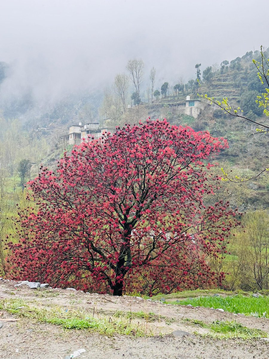 afghan_tariq's tweet image. Panakot, #UpperDir