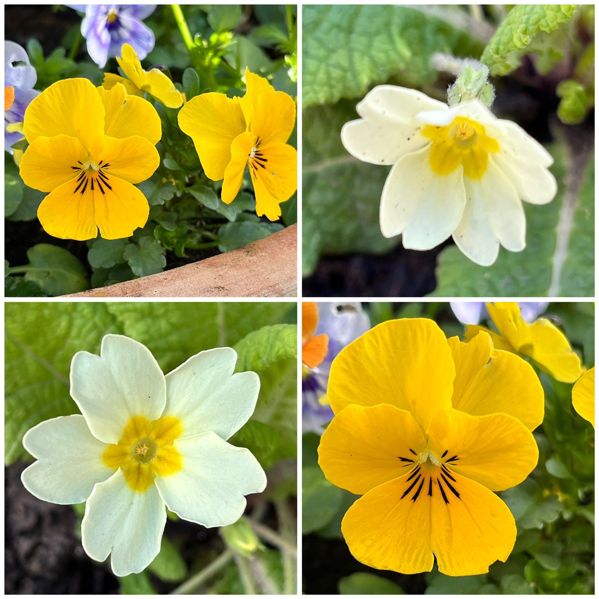 Good morning. Wishing you a wonderful day. #MyGarden #SundayYellow