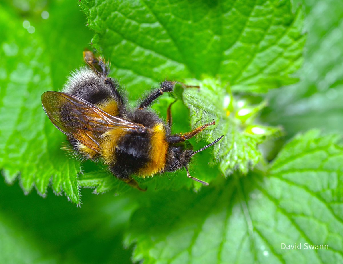 Bumblebee. @Natures_Voice @NorthYorkMoors @YorksWildlife @WoodlandTrust @BumblebeeTrust @MacroHour