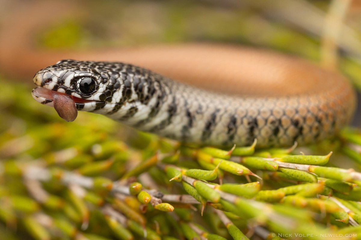 Cheeky Little Lizard! 😛 This ADORABLE Marble-faced Delma is actually a species of legless lizard! 😮🦎 Sliding around the leaf litter and grasses of arid southern Australia, these lizards actively hunt small invertebrates! 🪲 They have SUCH pretty faces and this little one…