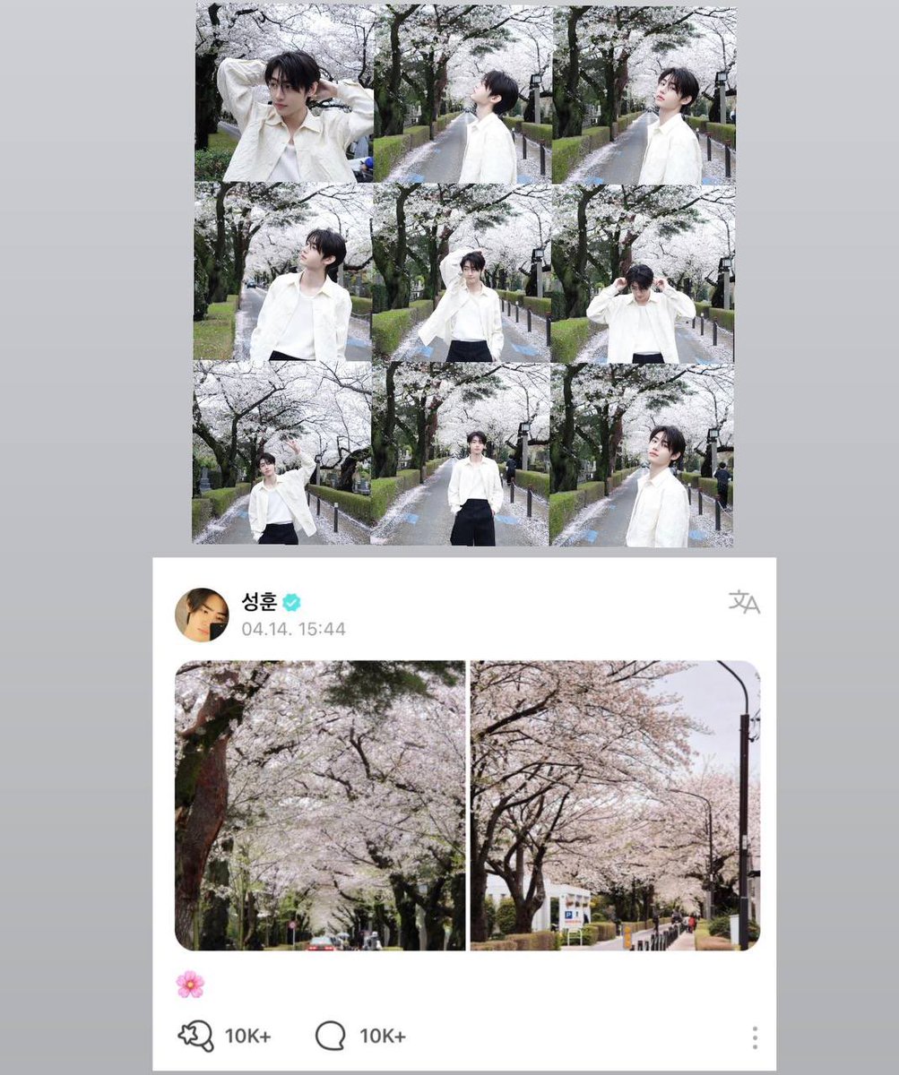 From sunoo saying he wanted to see more cherry blossom but he can’t (probably bc of their schedule) To sunghoon posting a lot of pics of him with cherry blossom trees and taking pic of famous cherry blossom path in aoyama reien. 🌸