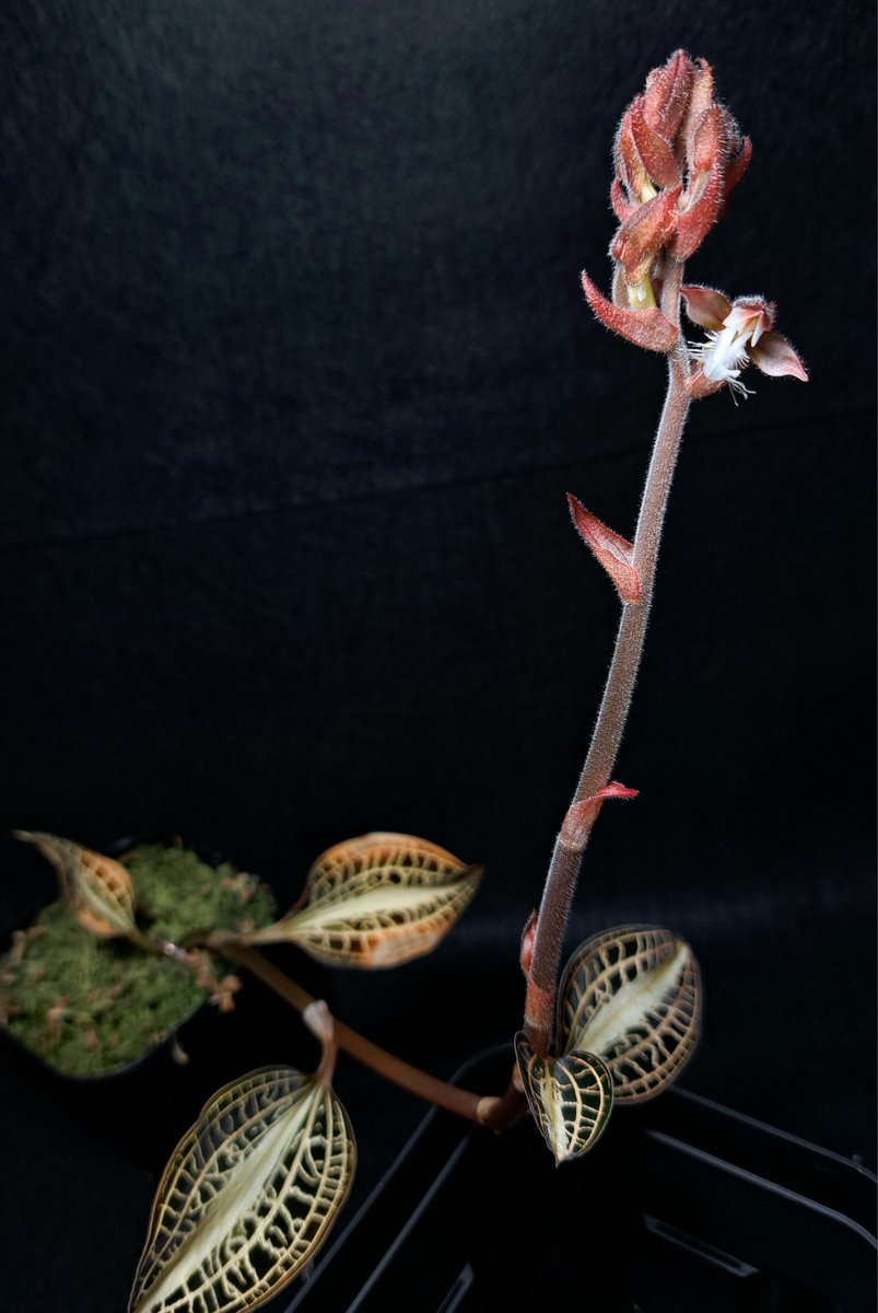 Anoectochilus albolineatus ‘Nok’ 開花🌸 今季は2株花芽で以前ポストの株と別の株が遅れて開花。 自重で倒れてきたけど上にスペースないからそのままにしてましたがなんとか上を向き直して咲きました。 後程カット、解体します。 アルボの花はイカついアネクトの花の中でも綺麗でかわいいと思う。