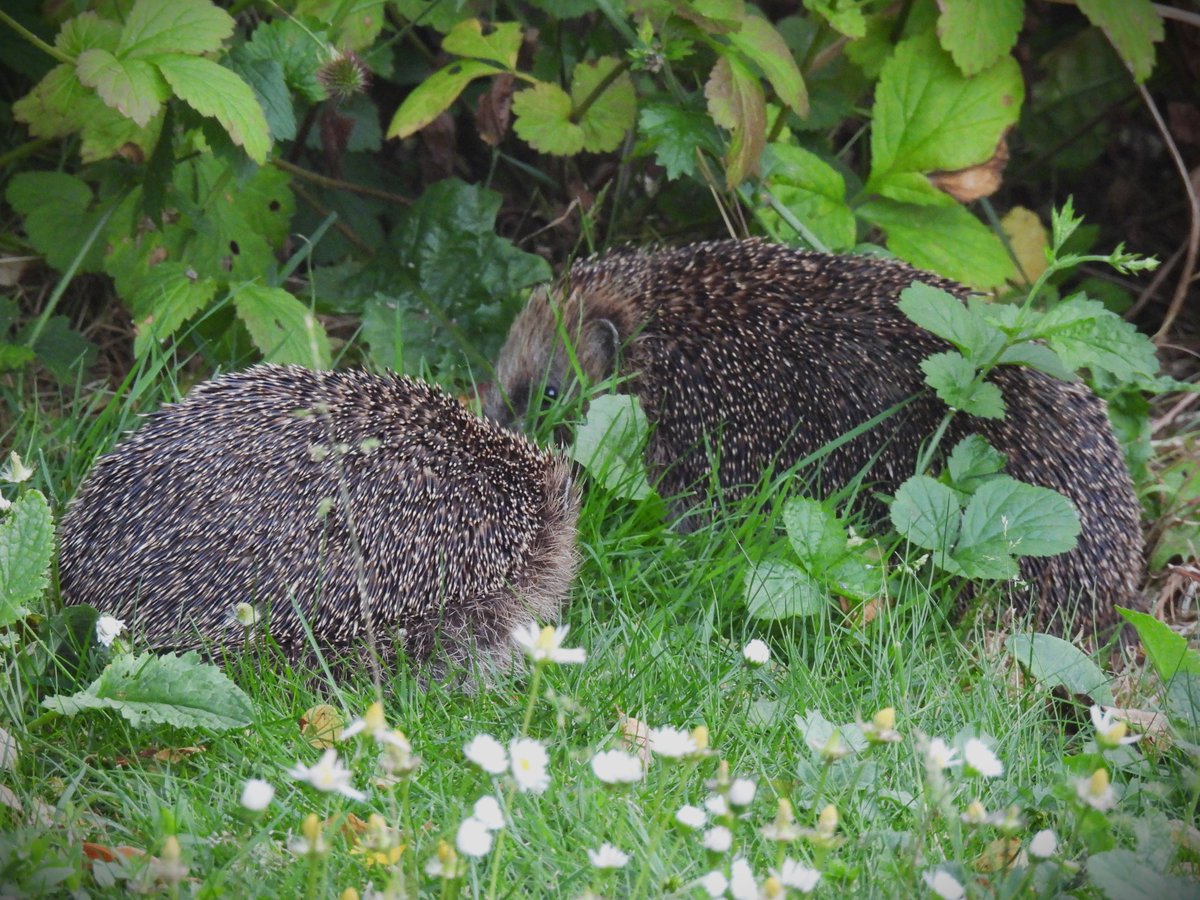 Ditching pesticides & slug-pellets is a great way to garden with #wildlife - but what's your best #organic #gardening tip? We like letting the grass & weeds grow, creating space for #hedgehogs to forage!🦔🐞🐛 Tell us your tips👇 📷 S.Godley, taken 9pm, June '23 #ShareSunday