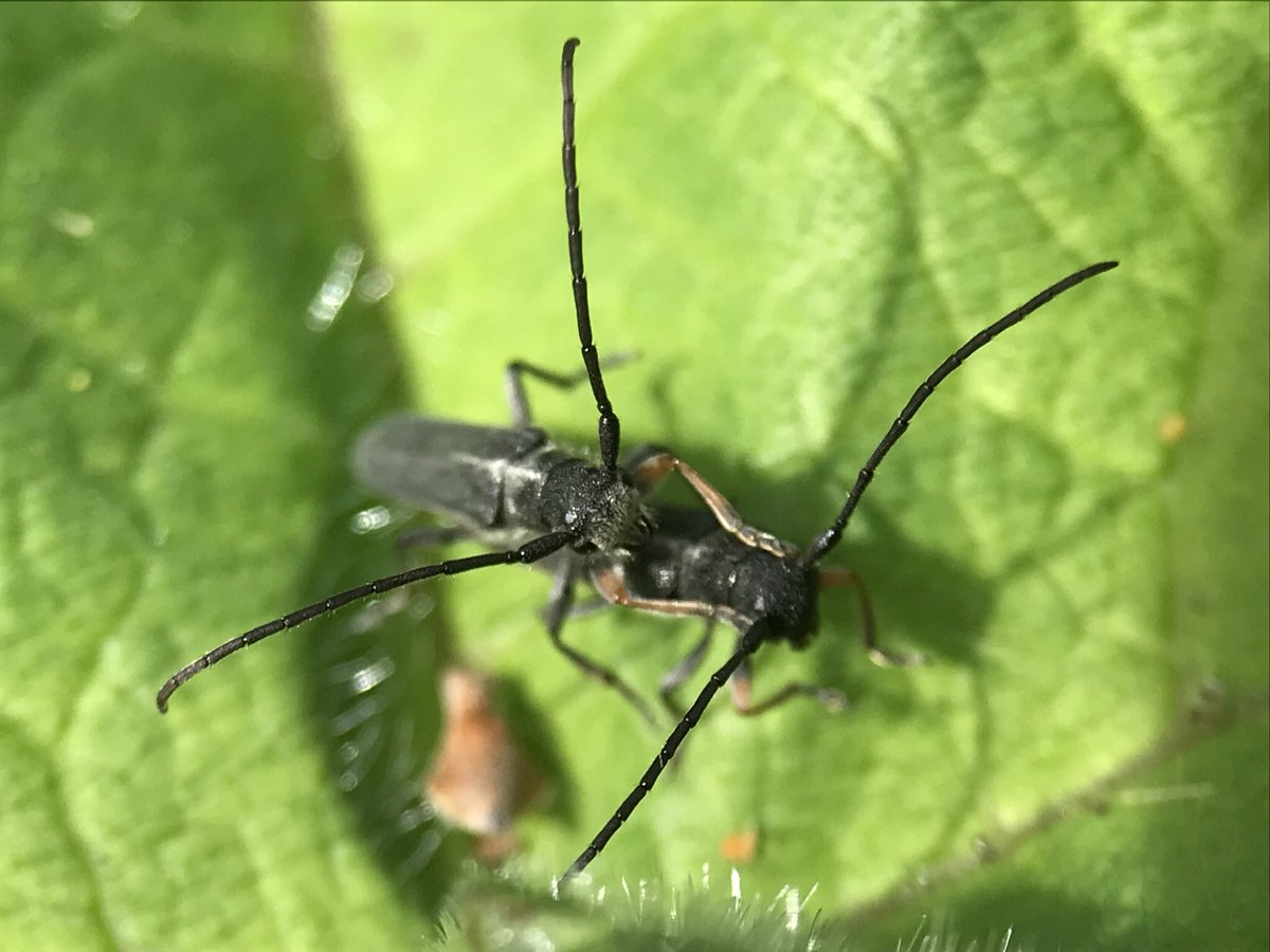 treeruss's tweet photo. #SpringWildlife
First #LonghornBeetles of 2024.
Umbellifer Longhorn mating on #HorsendenHill
#LondonLonghorns
#LondonBeetles
#LondonWildlife
#Phytoeciacylindrica #phytoecini #Lamiinae #Cerambycidae @NLonghornRS https://t.co/kA4eSsmWfO