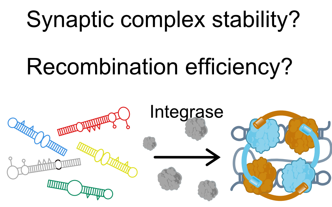 Michael is feeling blue (@schlierf_lab) on Twitter photo Buckle up for your Sunday read on the bacterial integron. Recombination sites come in many different shapes and their recombination efficiencies differ by 5 orders of mag?? Great study now on bioRxiv doi.org/10.1101/2024.0… by Kate in collab with <a href="/CelineLoot/">Loot Céline</a> and <a href="/amazeld/">Didier Mazel</a> 1/4 Buckle up for your Sunday read on the bacterial integron. Recombination sites come in many different shapes and their recombination efficiencies differ by 5 orders of mag?? Great study now on bioRxiv doi.org/10.1101/2024.0… by Kate in collab with <a href="/CelineLoot/">Loot Céline</a> and <a href="/amazeld/">Didier Mazel</a> 1/4
