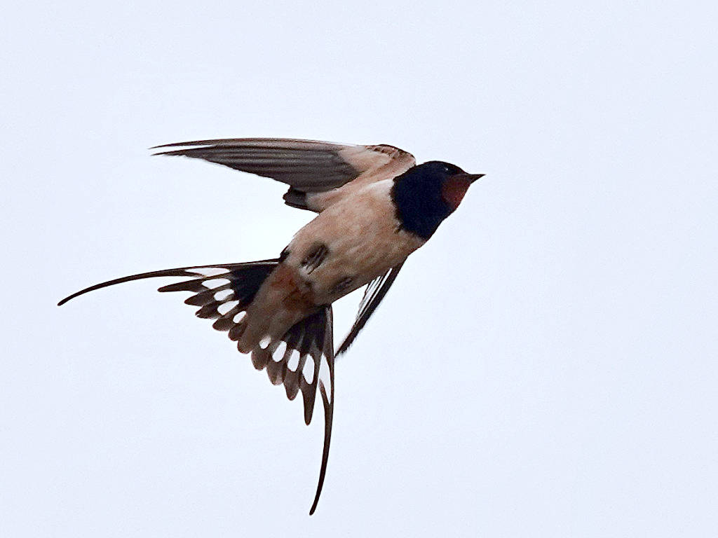 Swallow, Hirundo rustica 
Photo egaten 
Learn more: naturespot.org.uk/species/swallow 
#Birds #Leicestershire #nature #UKWildlife