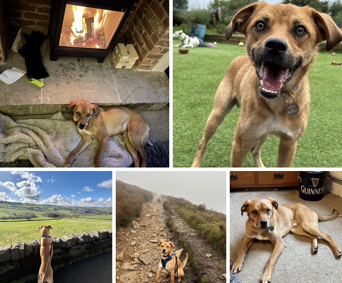 Our amazing long term fosterer John fostered Jonah for 6 months before this happy boy found his forever home. And just look at Jonah now, all thanks to the work John put in teaching him he could live calmly in a home 🥰 Have a wonderful life Jonah 🥳