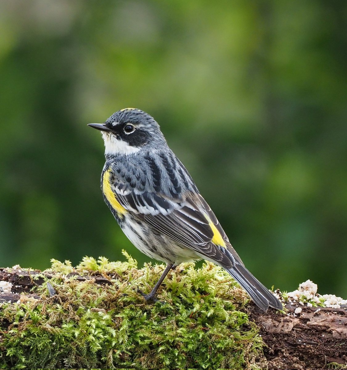 My goodness, what a bird the Kilwinning Myrtle Warbler is! Bullying the Great Tits, singing and showing wonderfully. Well worth going for 👍