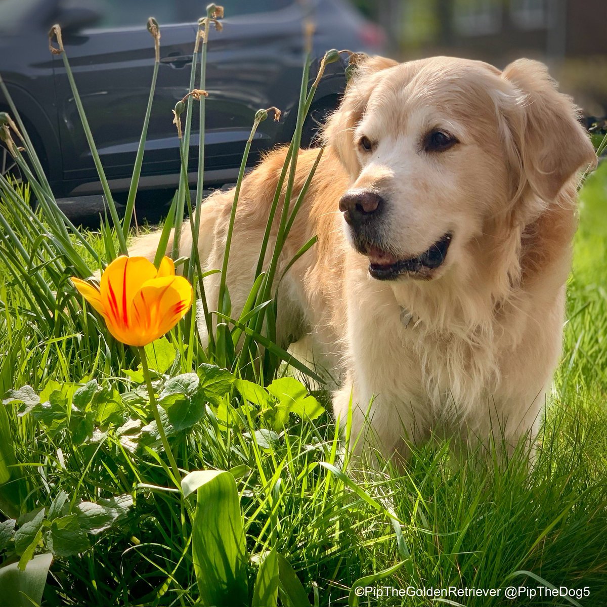 🌹🐶🌷

Spring’s masterpiece.
#Tulip

#DogsOfX #GoldenRetrievers 🐕😀🐾