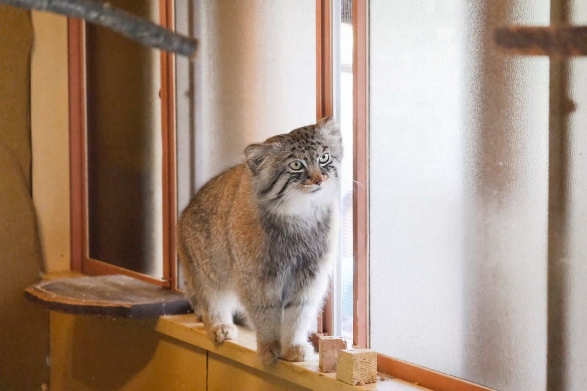 #マヌルネコ #PallassCat 
#埼玉県こども動物自然公園 #zoo 
#写真好きな人と繋がりたい 
#photograph #photography 
#FUJIFILM #fujifilm_xseries #xs10 
マヌソック