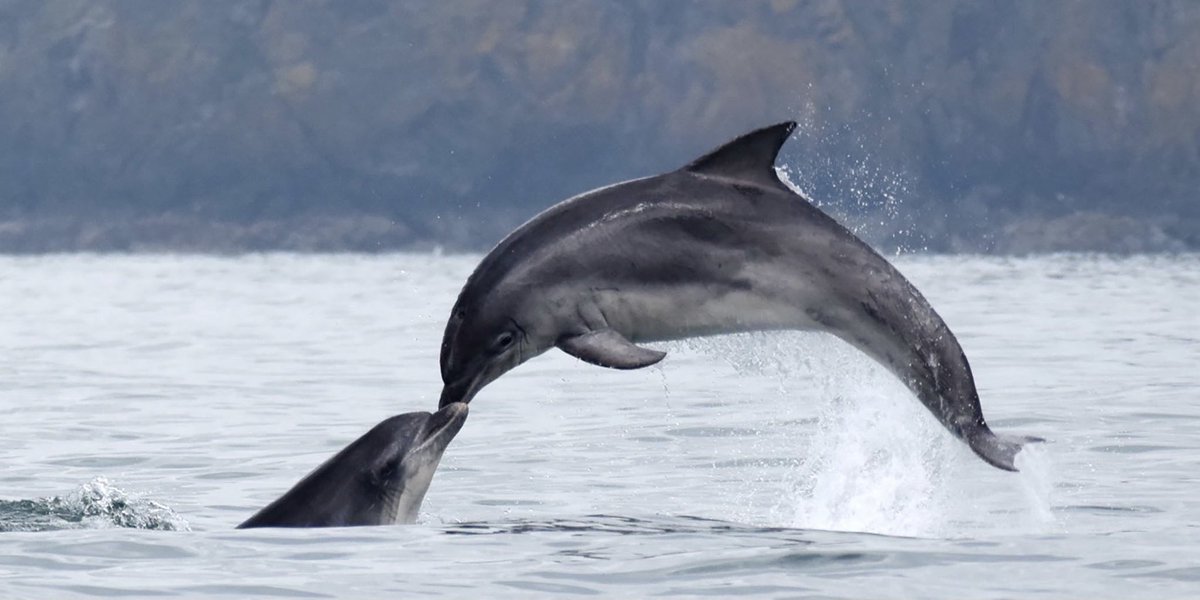 A very happy ‘National Dolphin Day’ to all the Dolphin lovers out there. A day to celebrate these majestic creatures in their natural habitat and a reminder to all those that need to hear it that keeping or supporting Dolphins in captivity is not okay. #NationalDolphinDay