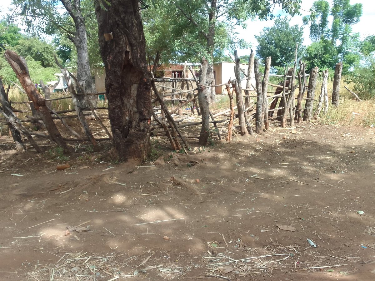 Several Mushandike Village 15B families rendered homeless by Operation No To Land Barons are traumatised; with some of them being sheltered by well-wishers in other villages. Though some families in the village successfully resisted eviction, those that bowed out are now homeless