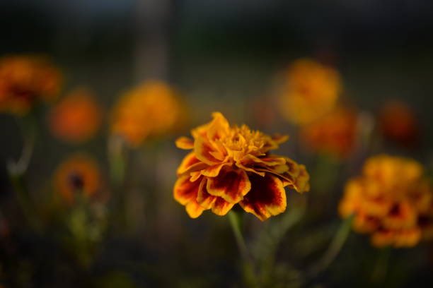 Her eyes, like marigolds, had sheathed their light, and canopied in darkness sweetly lay, till they might open to adorn the day.
Rape of Lucrece
#ShakespeareSunday