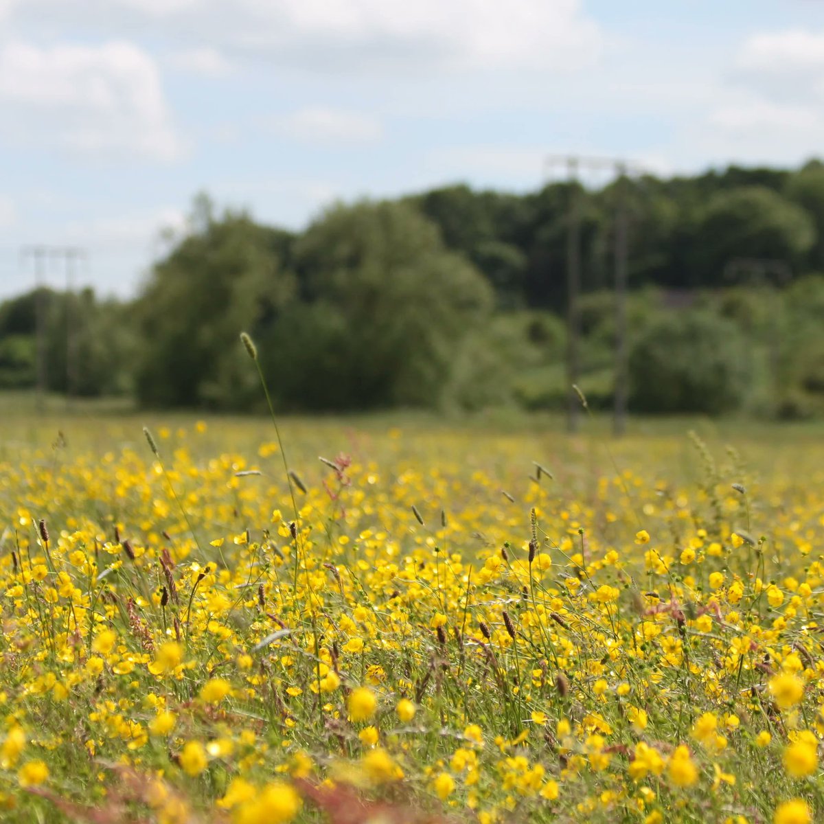 📢 Our Lugg Meadow Nature Reserve in #Hereford is under threat from a planning application The development would be right next to our protected SSSI site, risking irreversible damage to the ancient Lammas #meadow Take action👉 bit.ly/4amgScq @HerefordshireWT