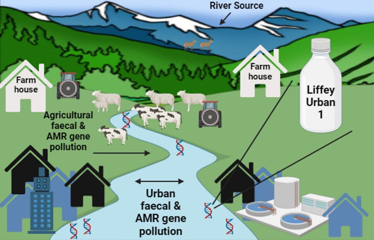 Our metagenomic study describing the impact of agricultural and urban practices on antimicrobial resistance genes (resistome) in rivers is out!   @TrisNolan @liamrey @laurasalamicro @NiamhMartin9 @UCD_SBBS @UCDEarth @UCD_OneHealth @AcclimatizeEU sciencedirect.com/science/articl…