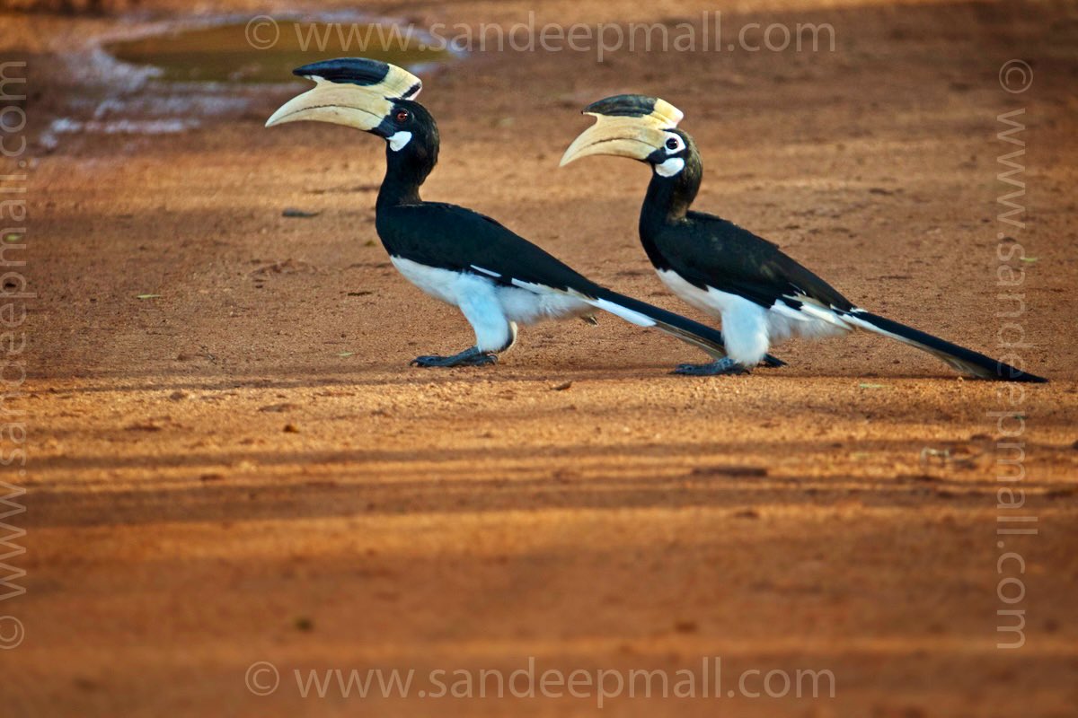 Pair of Malabar Pied Hornbill. Can u identify which is male and female on this? Clue image below