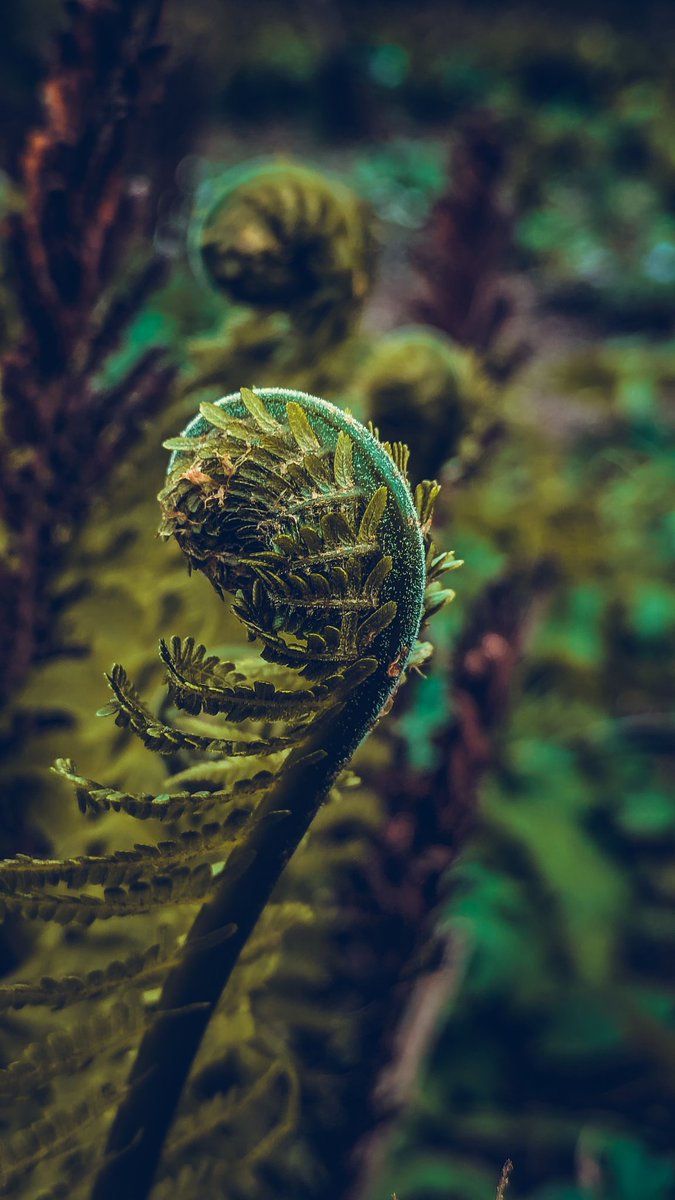 Morning yoga #macro #ferns #NaturePhotography #photography