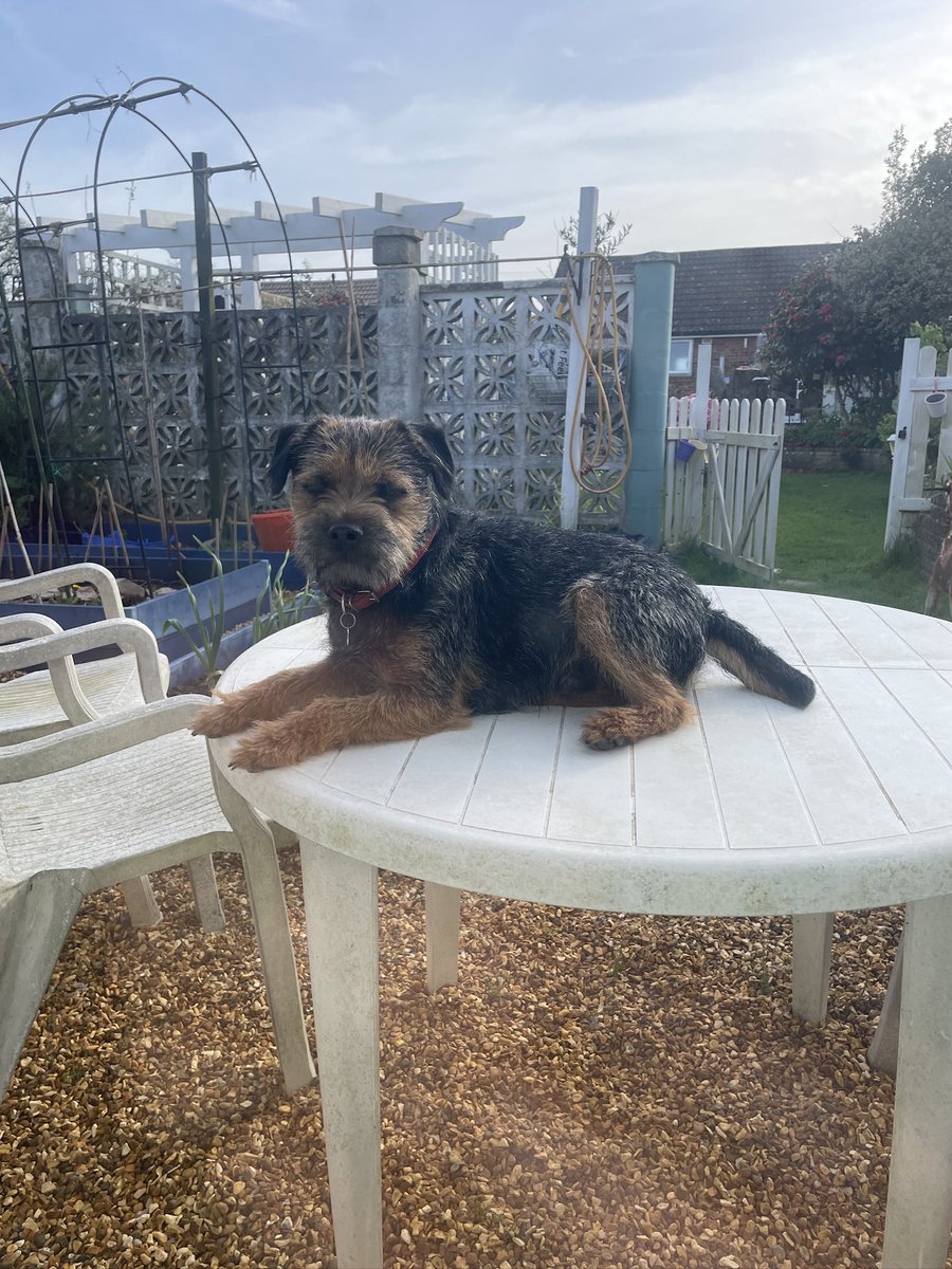 overlander69's tweet photo. Hi pals look were I iz π€I finks dis is a great place to relax , grumpy hoodad just looked and shook iz head ππ€ππ€ππ€π#btposse #dogsofx #borderterrer https://t.co/oeSMnrIUEE