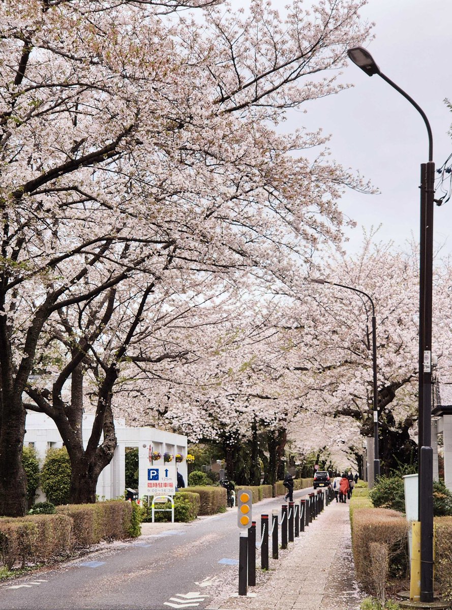 [ #성훈’s Post ] 240414

#SUNGHOON: 🌸

<a href="/ENHYPEN_members/">ENHYPEN</a> <a href="/ENHYPEN/">ENHYPEN OFFICIAL</a> #ENHYPEN #엔하이픈