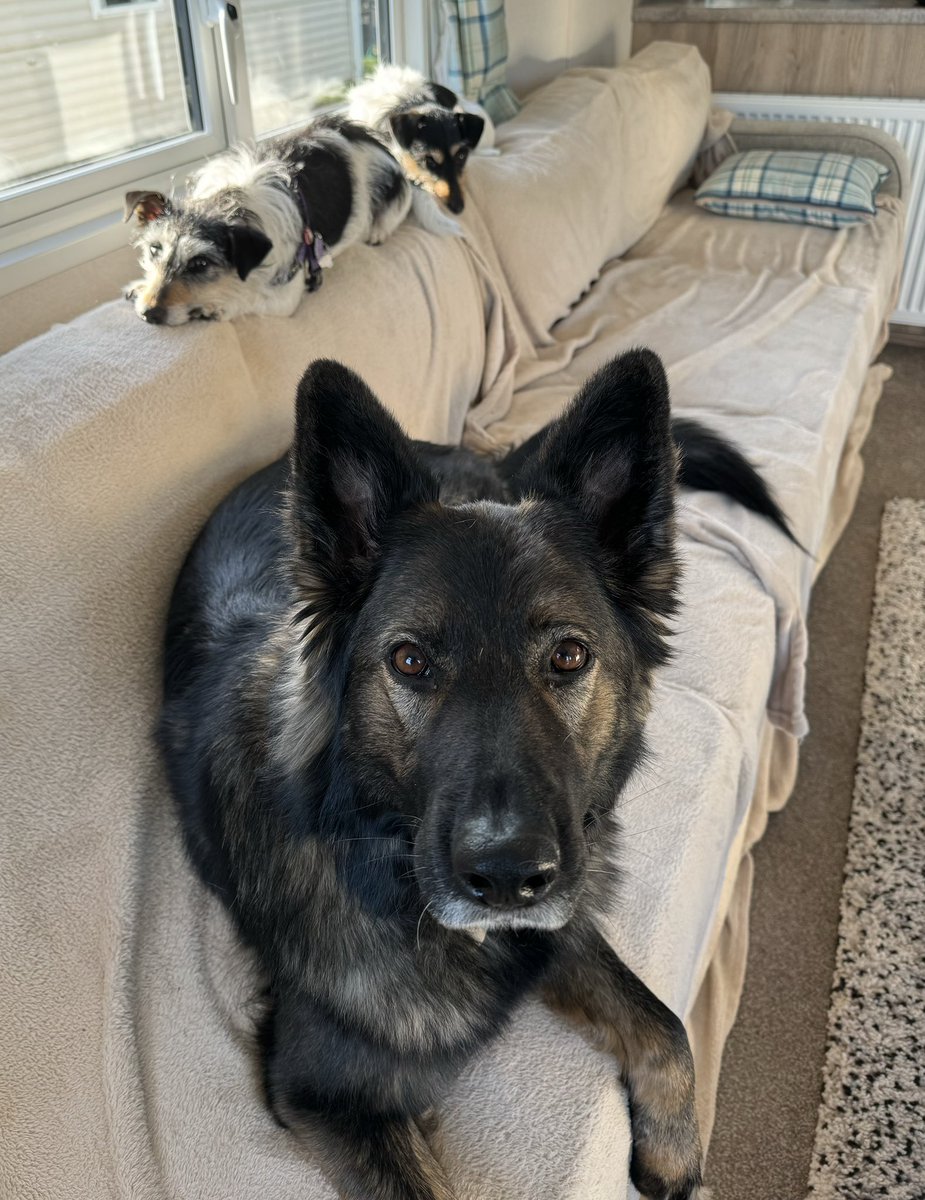 We are having a lazy Sunday morning (sleepy after our morning walks), the little dogs are sunbathing, I don’t fit on the back of the settee!