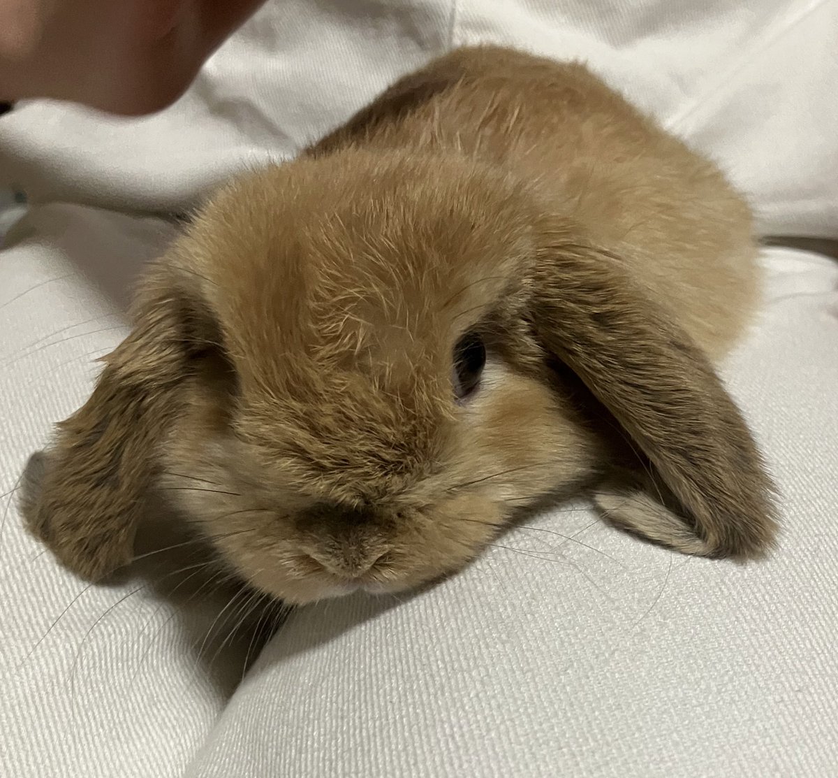 tyatyaL0VE's tweet photo. 初めまして！蘭です🫶🏻💗 ̖́-
うさぎ🐰などの動物が大好きなので、同じような人と仲良くなりたいです🥹🫶🏻️💓
初リプ、初絡み大歓迎なので、気軽にフォローなどの反応をしてくれると嬉しいです🙌🏻 ☺️ ⸝⸝
  
 #うさぎ #うさぎのいる生活  #フォロバ100  #初リプ・初絡み大歓迎 https://t.co/pmOjDkFE4s