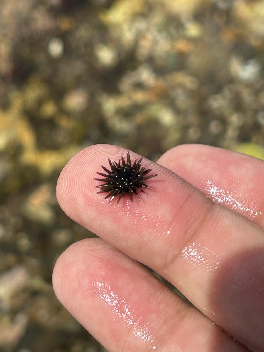 Shunsuke Yaguchi tweet media